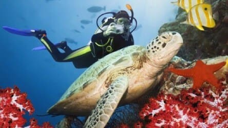 Snorkeling & Diving